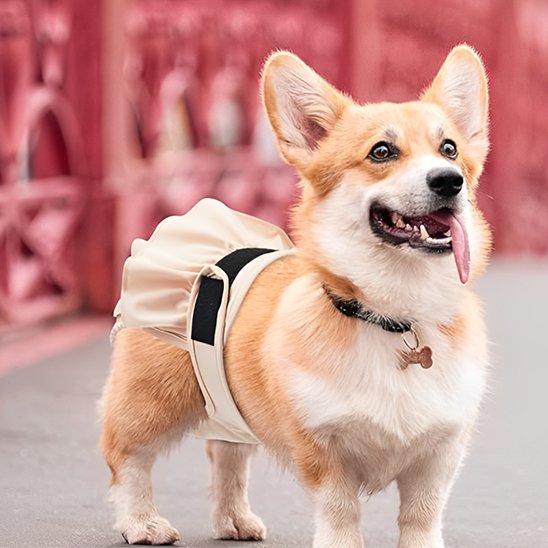 Culotte-chien-respect-peau-chien