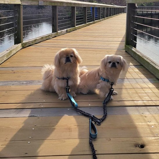 Double-laisse-pour-chien-souplesse-maximume