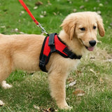 Harnais-pour-chien-confortable-chien