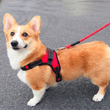 Harnais-pour-chien-securiter-maximum-chien