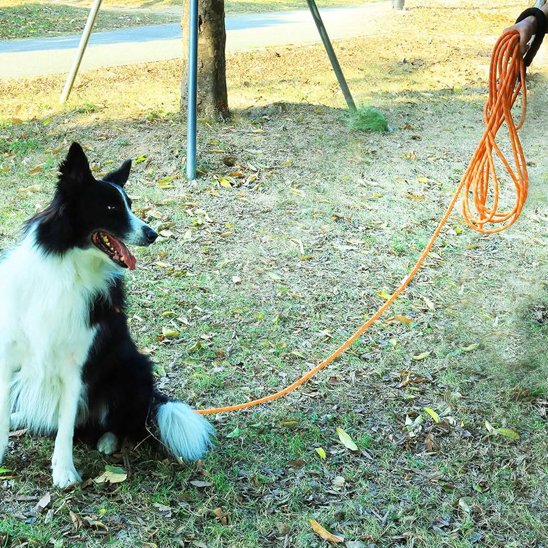 Longe-pour-chien-agreable-pour-animal