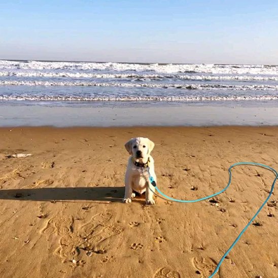 Longe-pour-chien-premenade-toutes-sereniter