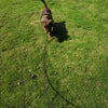 Longe-pour-chien-resistant-longue
