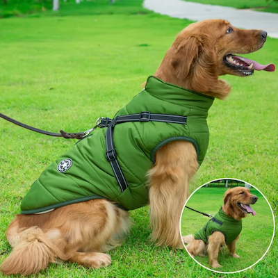 Manteau-Chien-libre-mouvement-chien