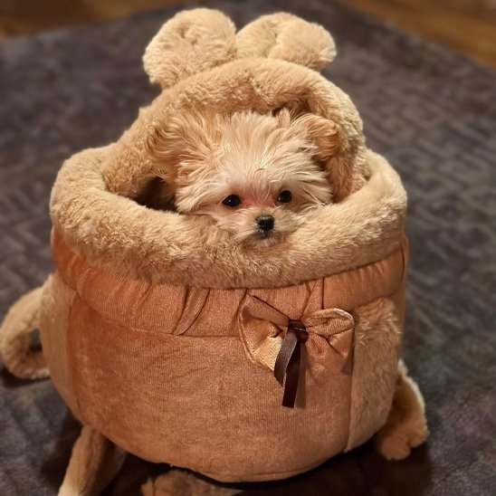 Sac-de-transport-chien-cocoon
