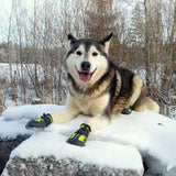 chaussure-chien-adapter-tous-temps