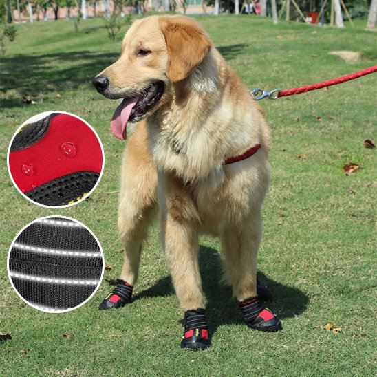 chaussure-chien-crampon-anti-drapant