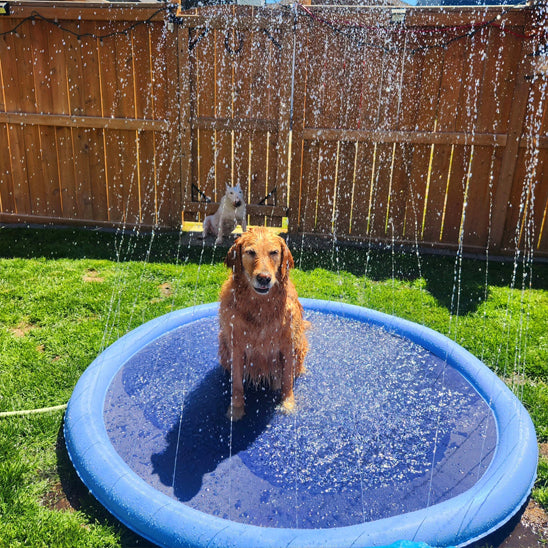 piscine chien assit eau essai attraper eau