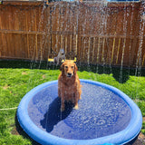 piscine chien assit eau essai attraper eau