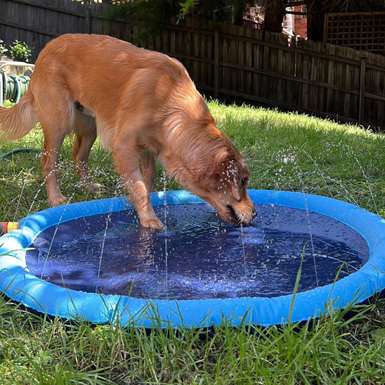 piscine chien boit eau eclabousse eau piscine