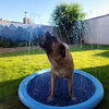 piscine chien joue eau boit aussi dans piscine
