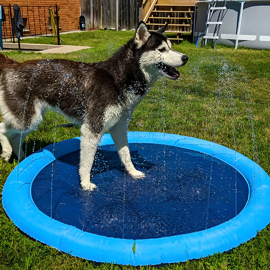 piscine chien pattes eau boit aussi dans piscine
